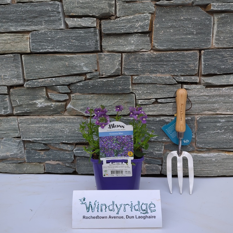 Nemesia  Karoo Blue
