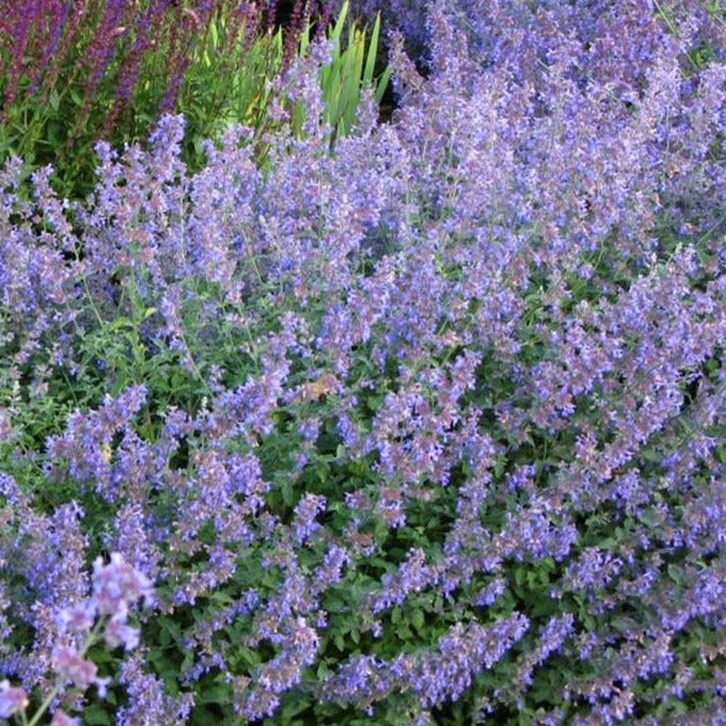 Nepeta Six Hills Giant