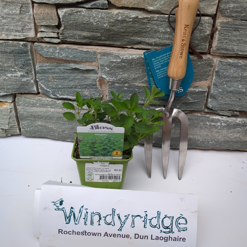 Oregano 9cm