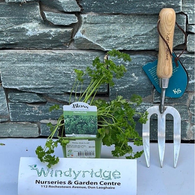 Parsley Moss Curled 9cm