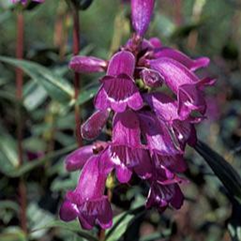 Penstemon  Purple Bedder  2lt