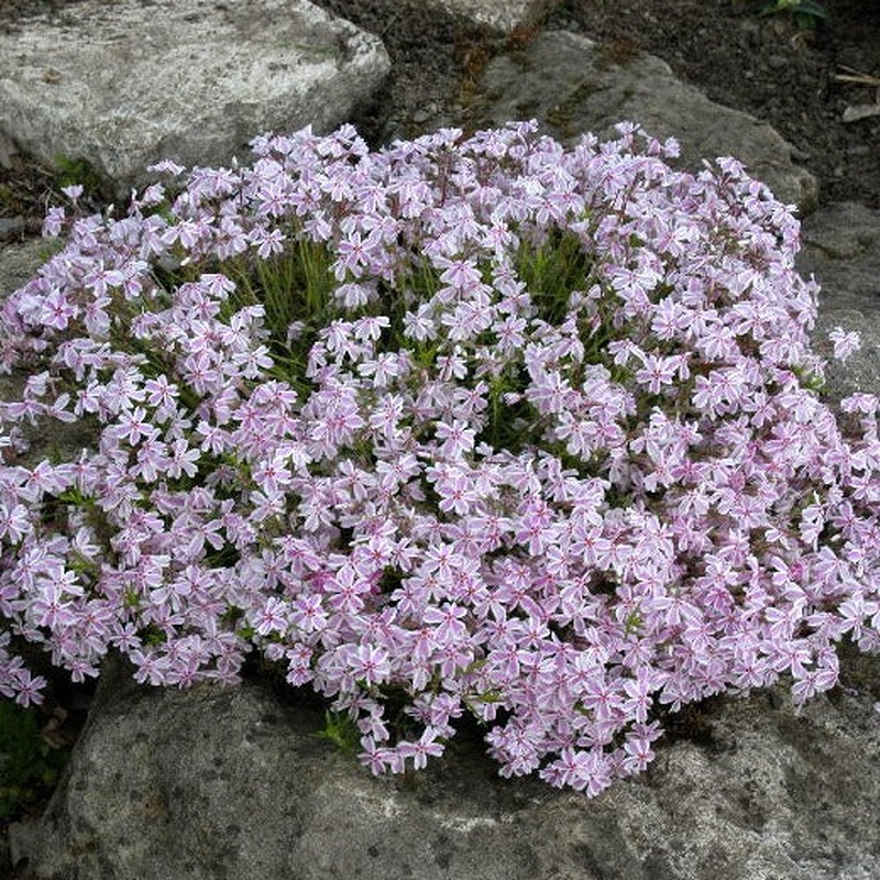 Phlox Candy Stripes