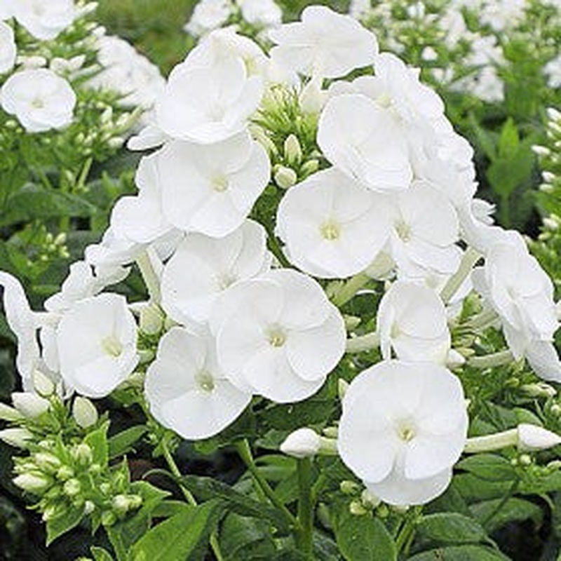 Phlox paniculata Danielle