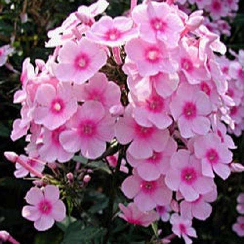 Phlox paniculata Miss Pepper 2L