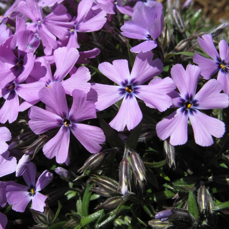 Phlox Purple Beauty