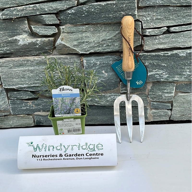 Rosemary officinalis 9cm