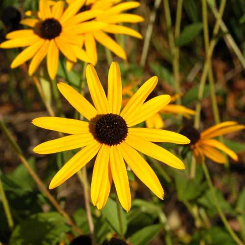 Rudbeckia Goldstrum 2L
