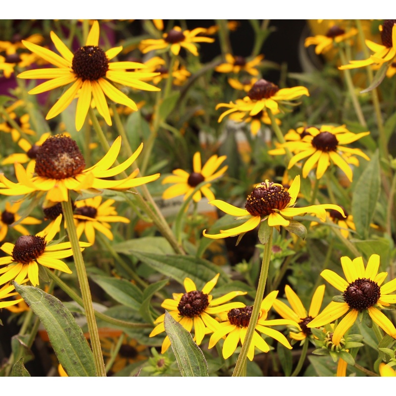 Rudbeckia Little Goldstar