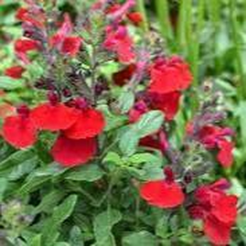 Salvia greggii Mirage Cherry 2L