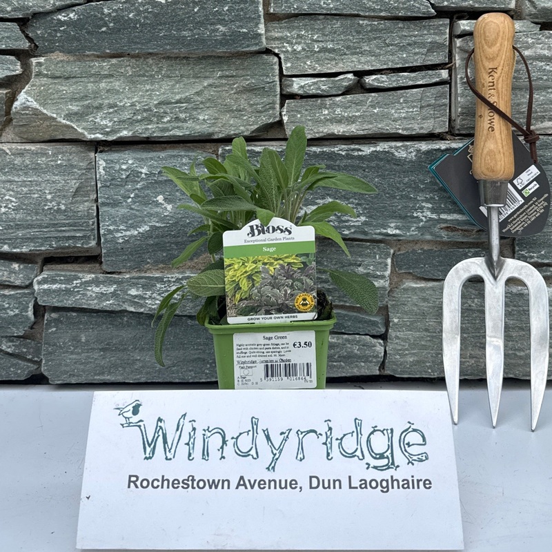 Salvia officinalis Green (Sage)