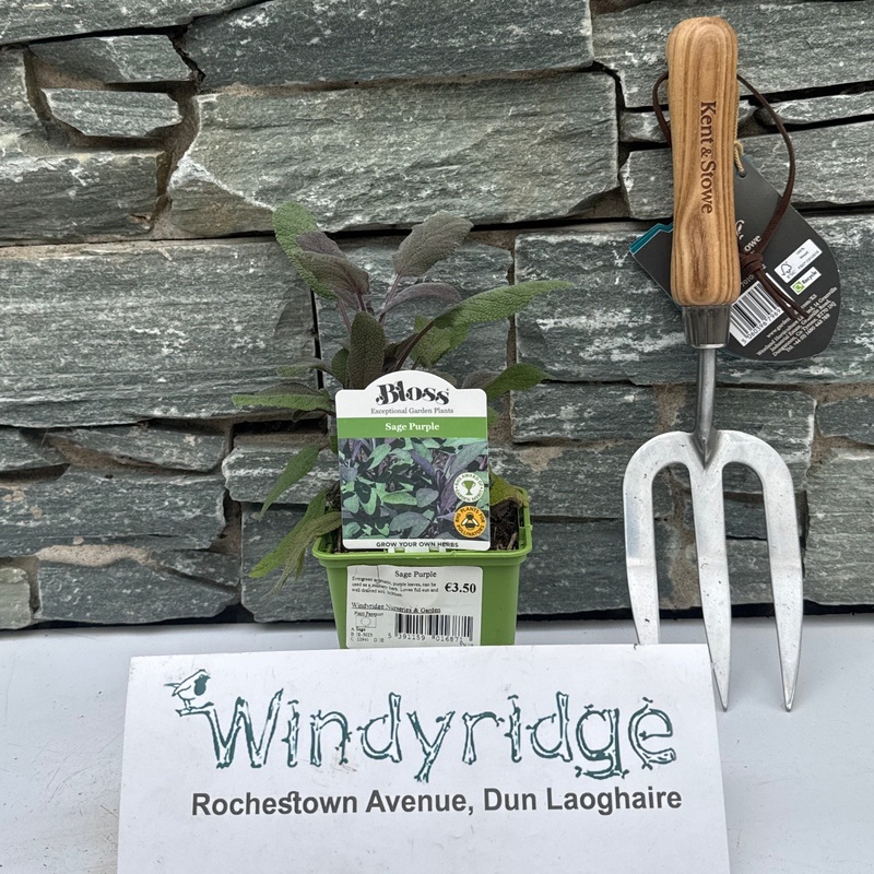 Salvia officinalis Purpurea