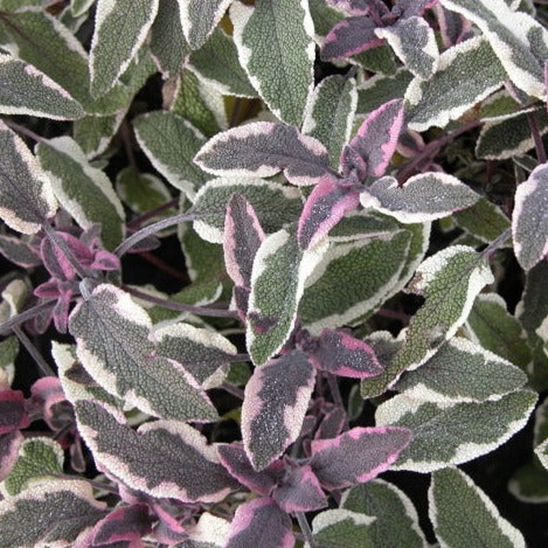 Salvia officinalis Tricolor