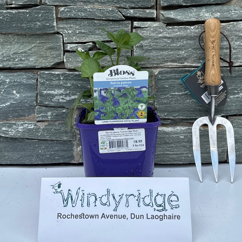Salvia patens Cambridge Blue