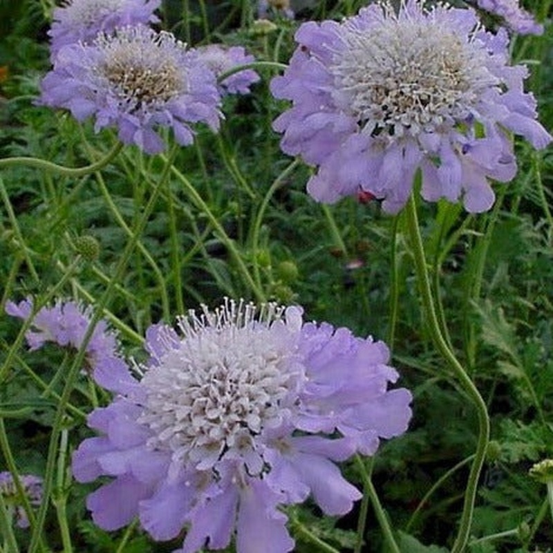 Scabiosa col. Butterfly Blue
