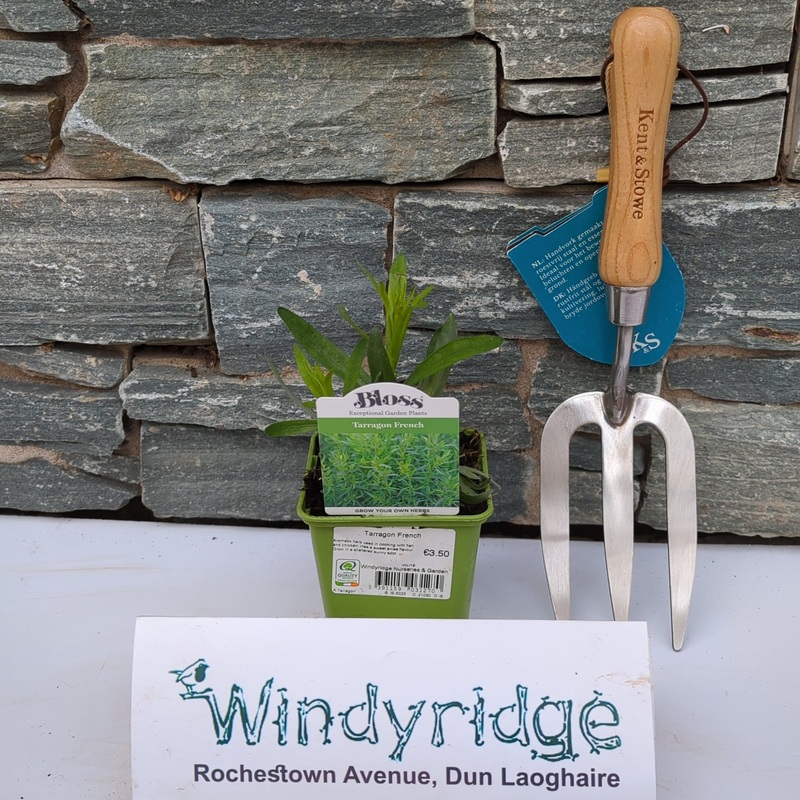Tarragon French 9cm