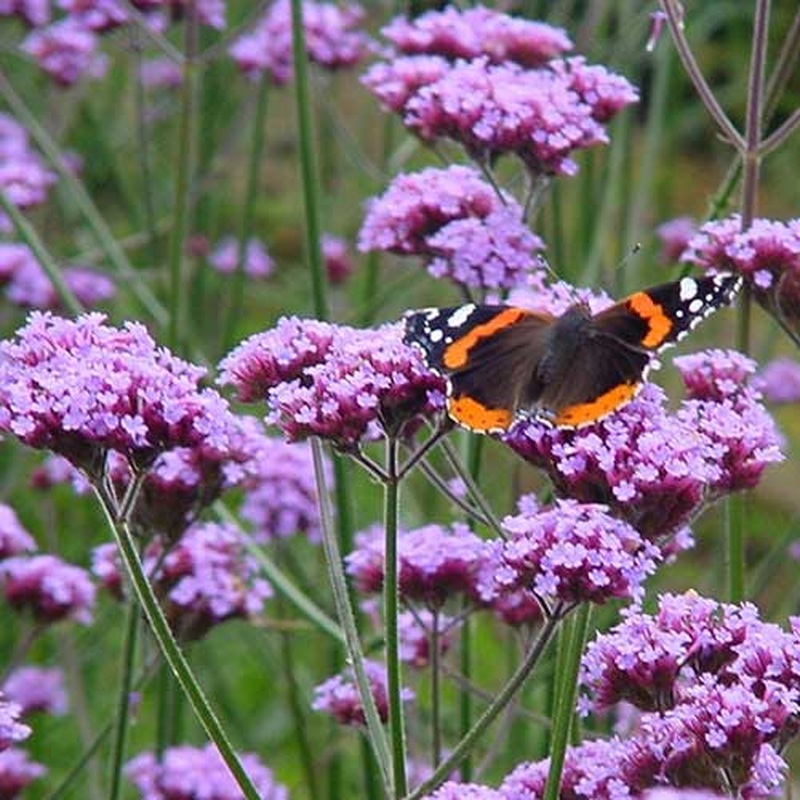 Verbena bonariensis 2lt Pot