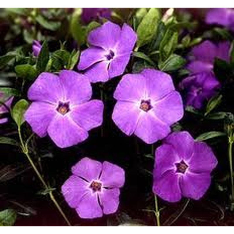 Vinca minor  Bowles Purple