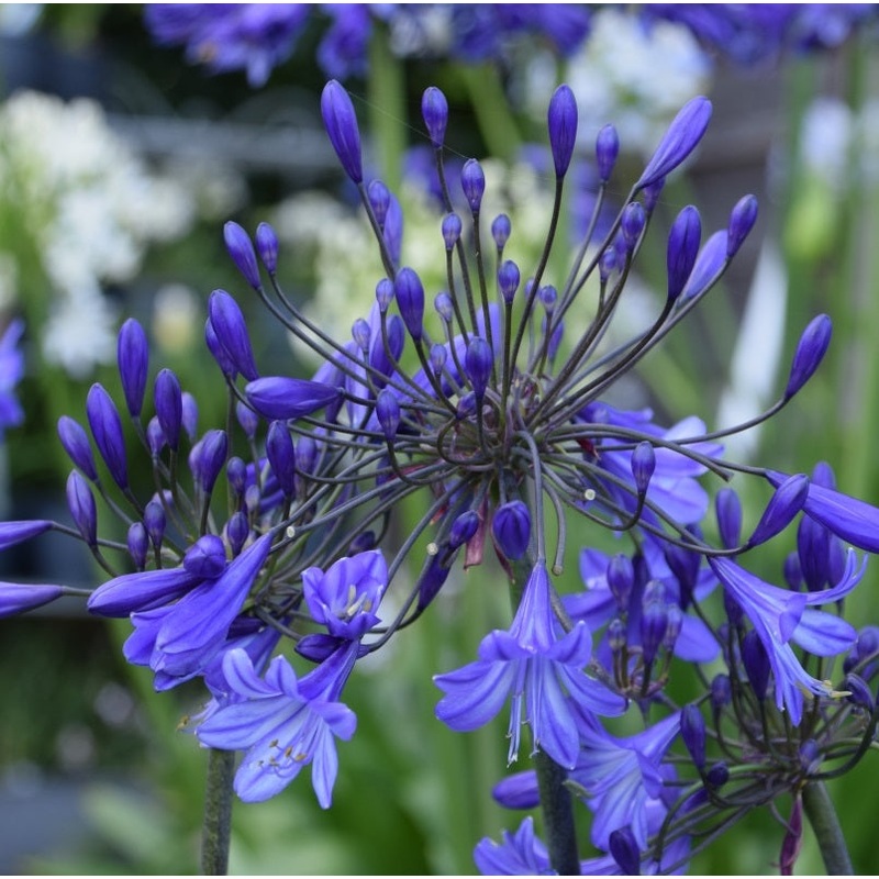 African Lily Agapanthus  Jacaranda (3Ltr Pot)