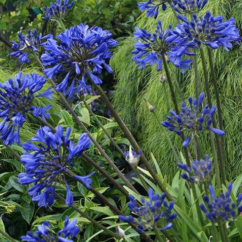 Agapanthus  Brilliant Blue