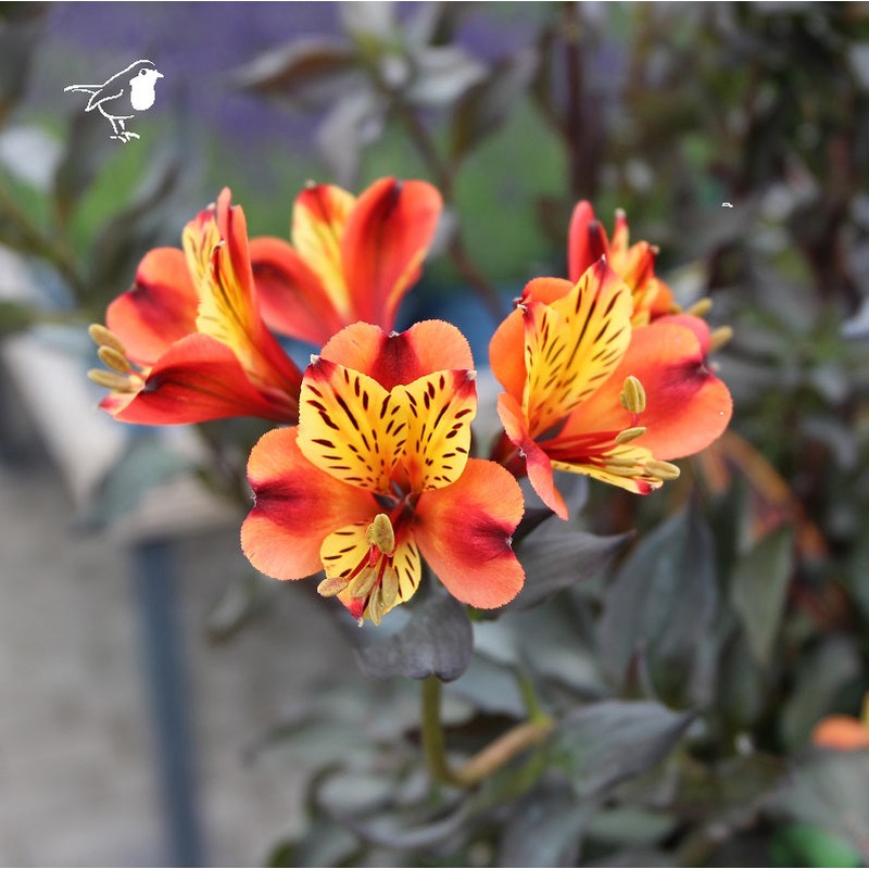 Alstroemeria Indian Summer 2L