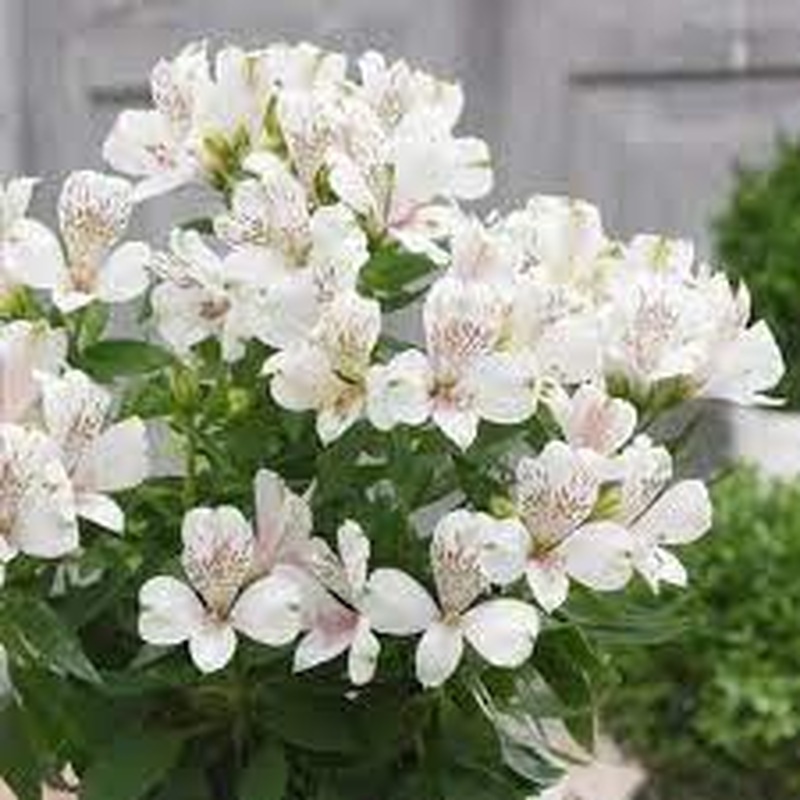 ALSTROEMERIA intacancha Magic White