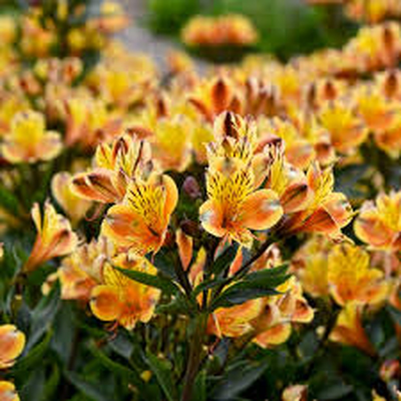 ALSTROEMERIA sp. Summer Breeze