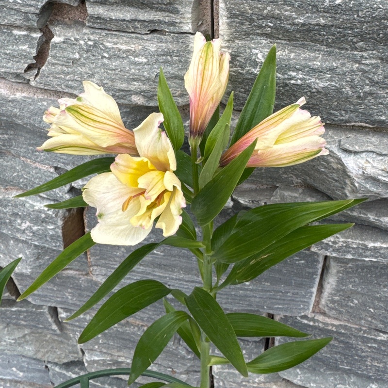 ALSTROEMERIA Summer Sky