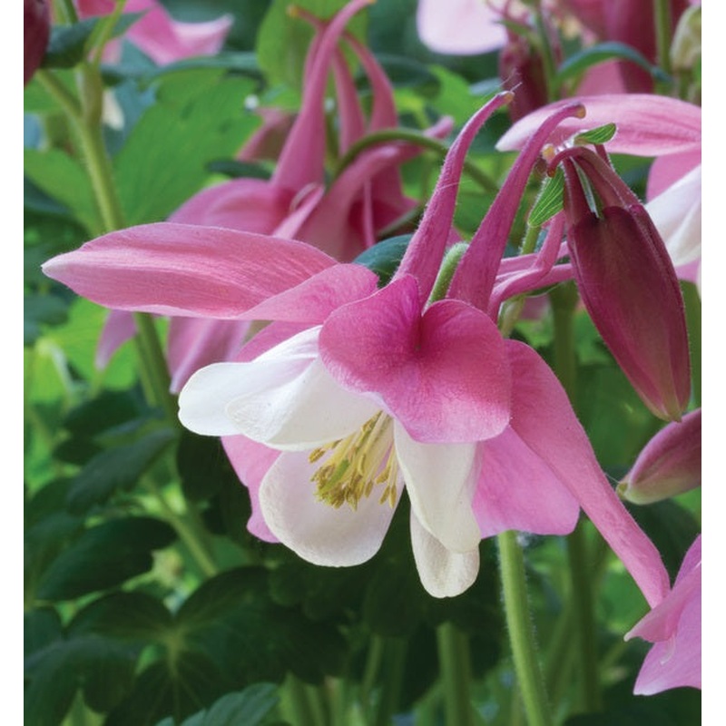 AQUILEGIA Spring Magic Rose White