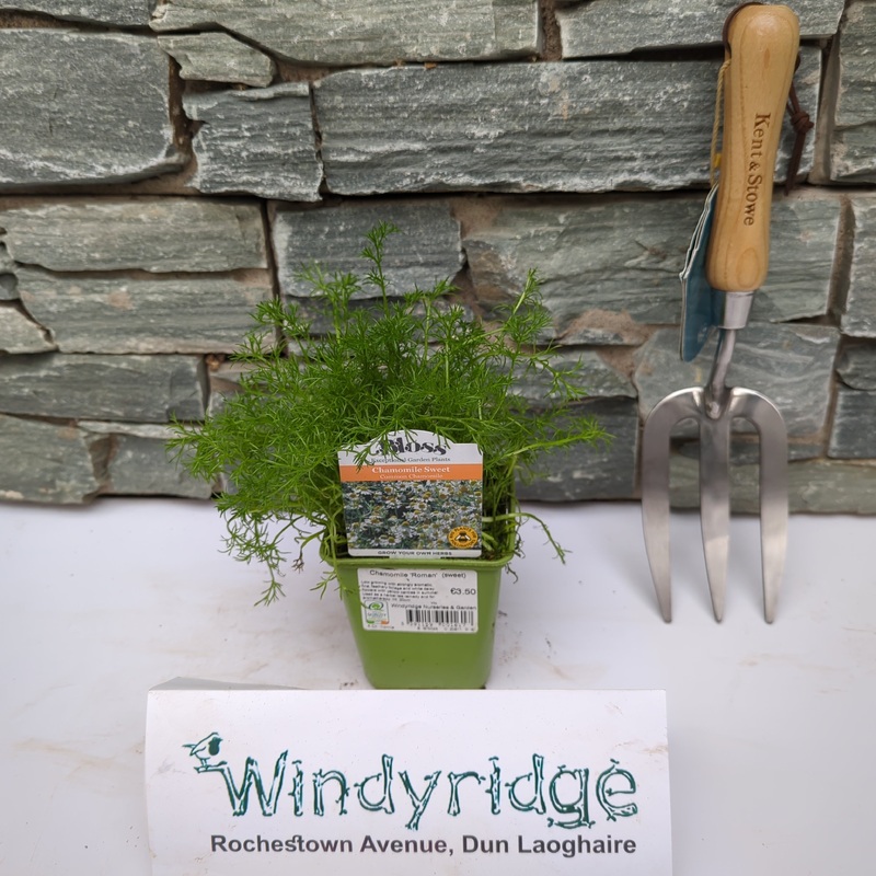 Chamomile Roman  (sweet) 9cm