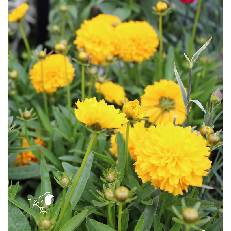 COREOPSIS sol. Golden Sphere