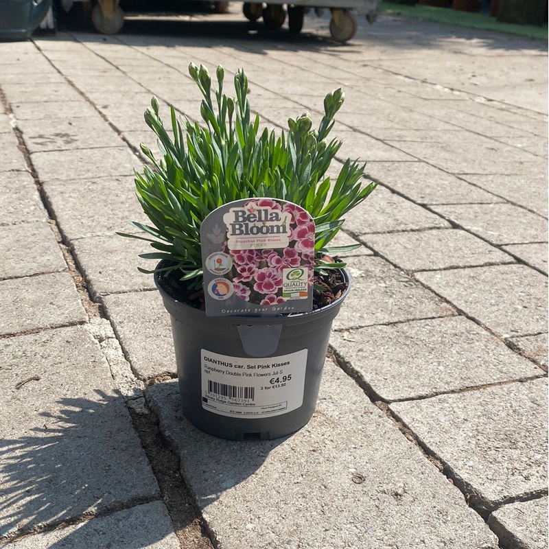 DIANTHUS car. Sel Pink Kisses