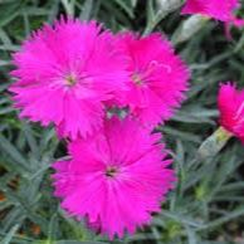 DIANTHUS Neon Star