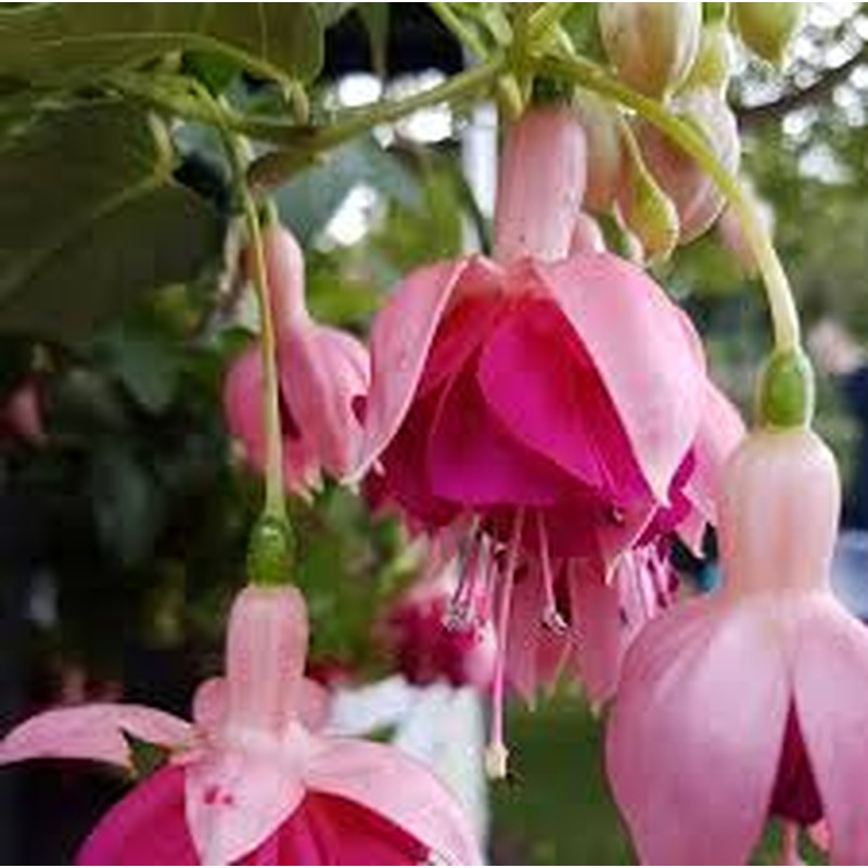 FUCHSIA Garden News