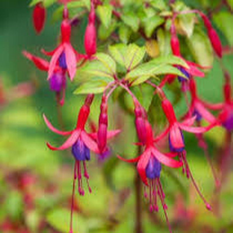 Fuchsia Genii