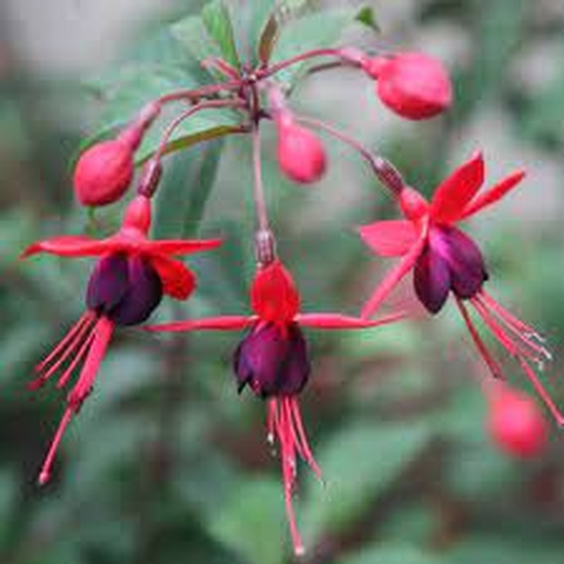 Fuchsia Mrs Popple