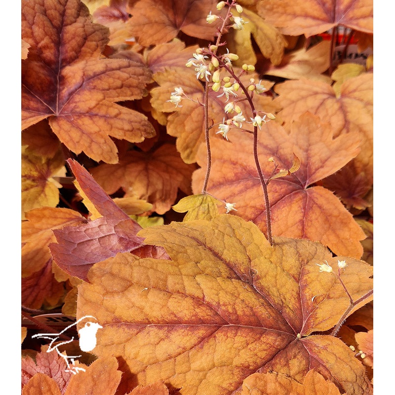 HEUCHERELLA Sweet Tea