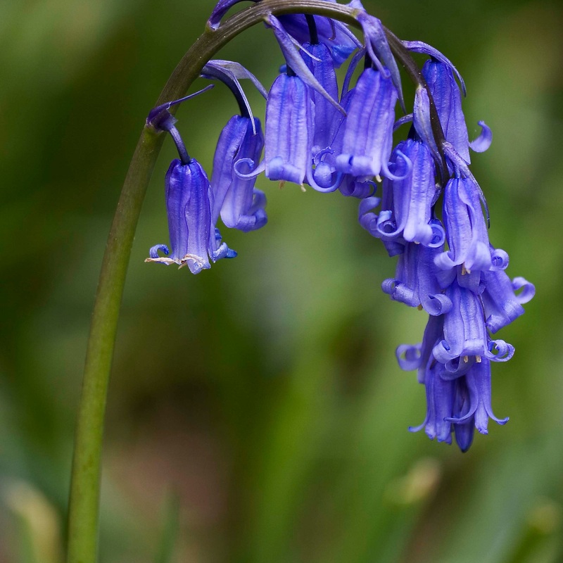 HYACINTHOIDES non-scripta