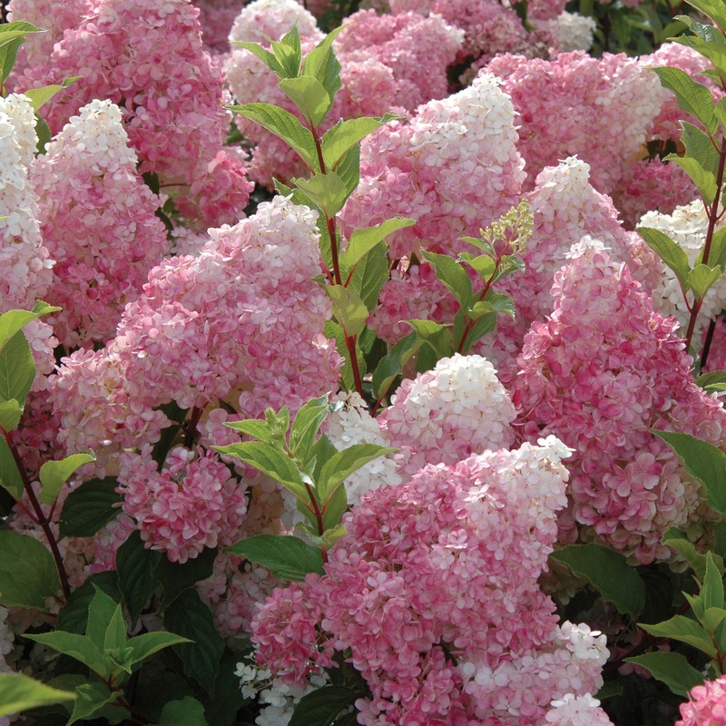HYDRANGEA pa. Vanille Fraise