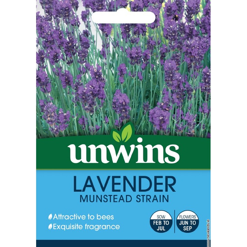 Lavender Munstead Strain