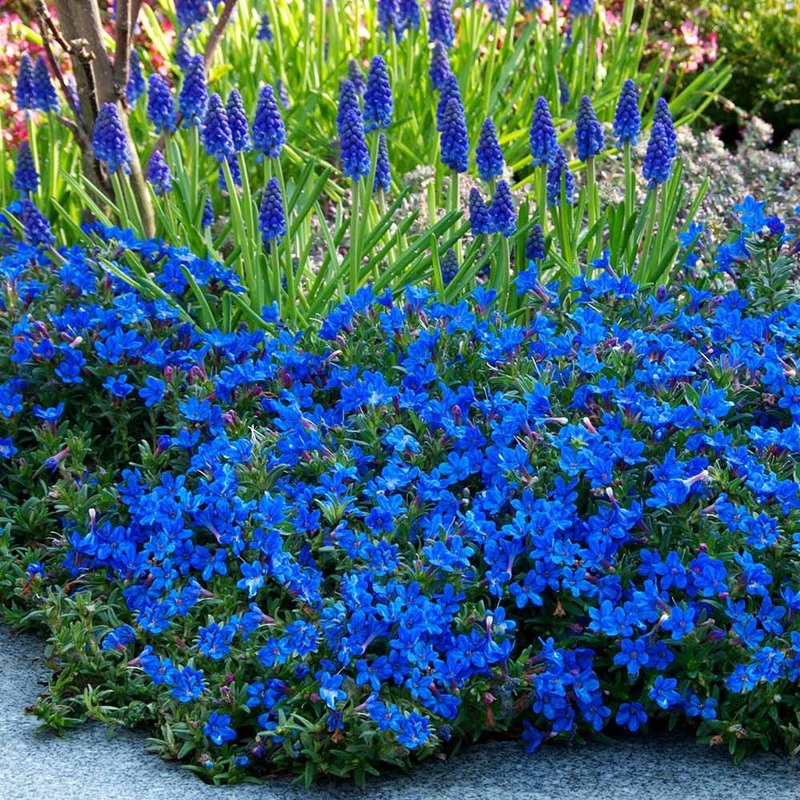 Lithospernum diff. Heavenly Blue