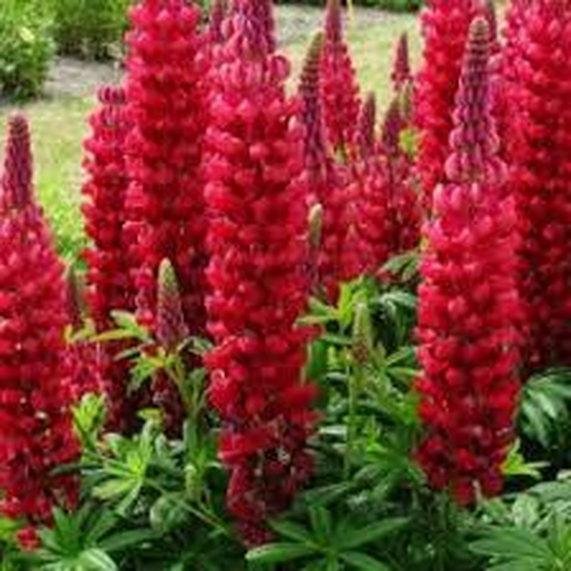 Lupin Westcountry Beefeater