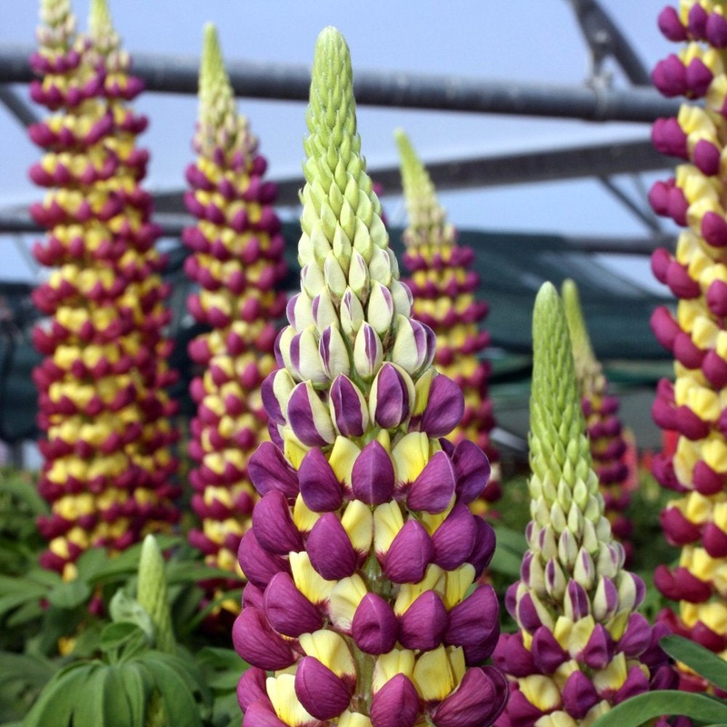 Lupin Westcountry Manhattan Lights