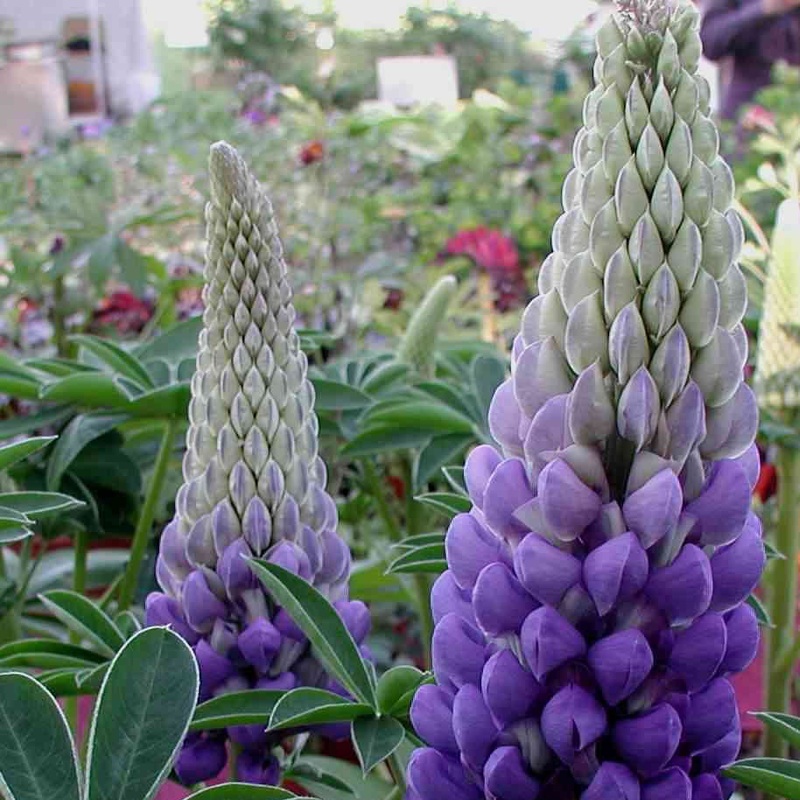 Lupin Westcountry Persian Slipper