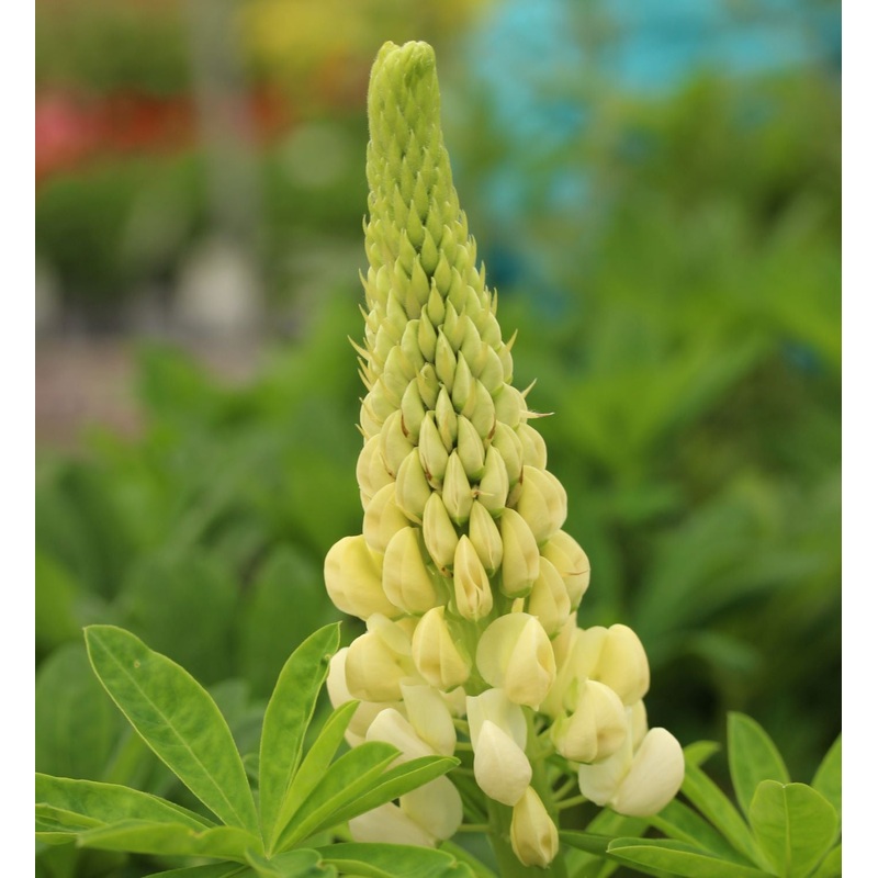Lupin Westcountry Polar Princess