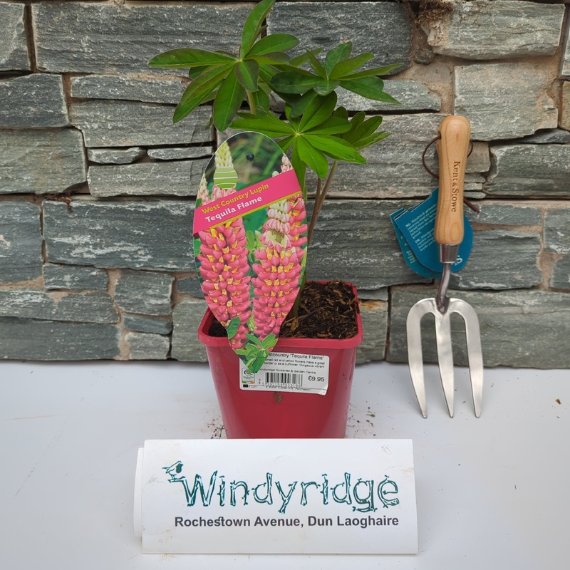 Lupin Westcountry Tequila Flame