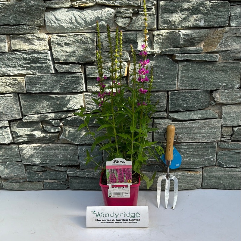 Lythrum salicaria  Robin 2lt Pot