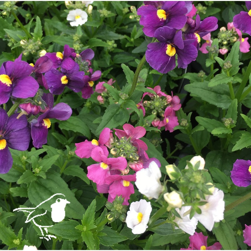 Nemesia Karoo Poetry