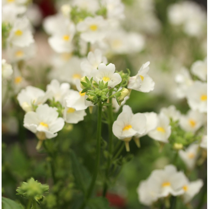 Nemesia Karoo White
