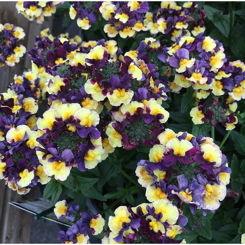 Nemesia Plums & Custard