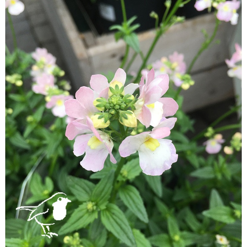 Nemesia Wisley Vanilla